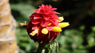 Diabetes, diabetes treatment, diabetes remedy, insulin plant,