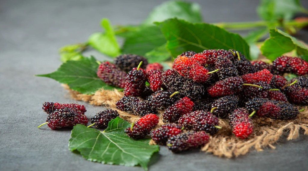 health benefits of mulberry, health benefits of mulberry fruit, mulberry