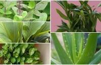 Vastu Tips: घर की दक्षिण दिशा में नहीं लगाने चाहिए ये 4 पौधे, वास्तु शास्त्र में बताया गया है ऐसा
