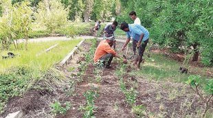 green revolution