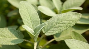 diabetes,sage leaves benefits,sage leaves,