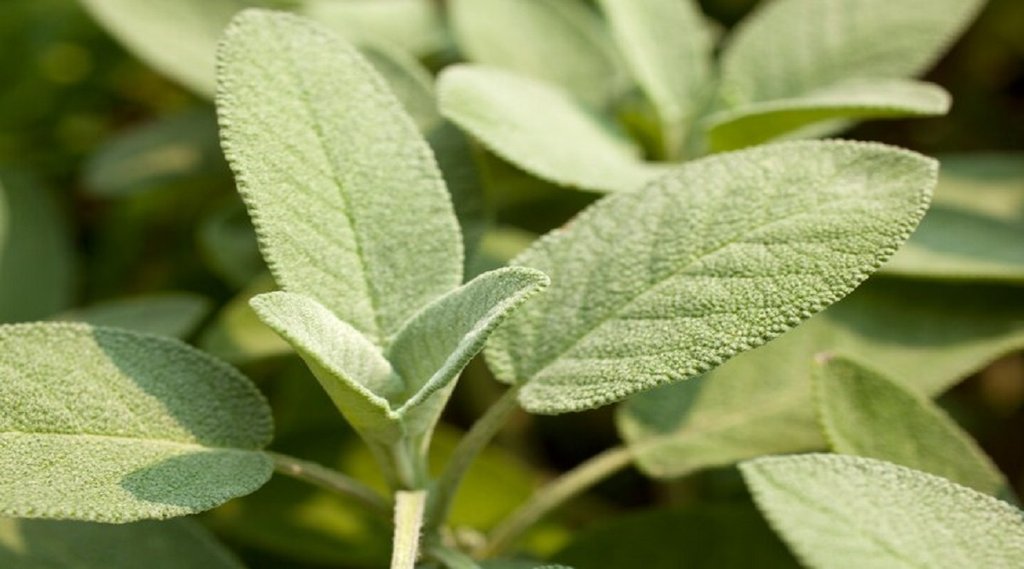 diabetes,sage leaves benefits,sage leaves,