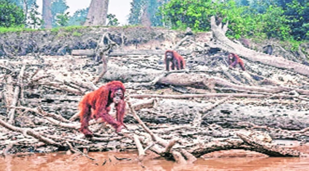 खतरे में जैव विविधता
