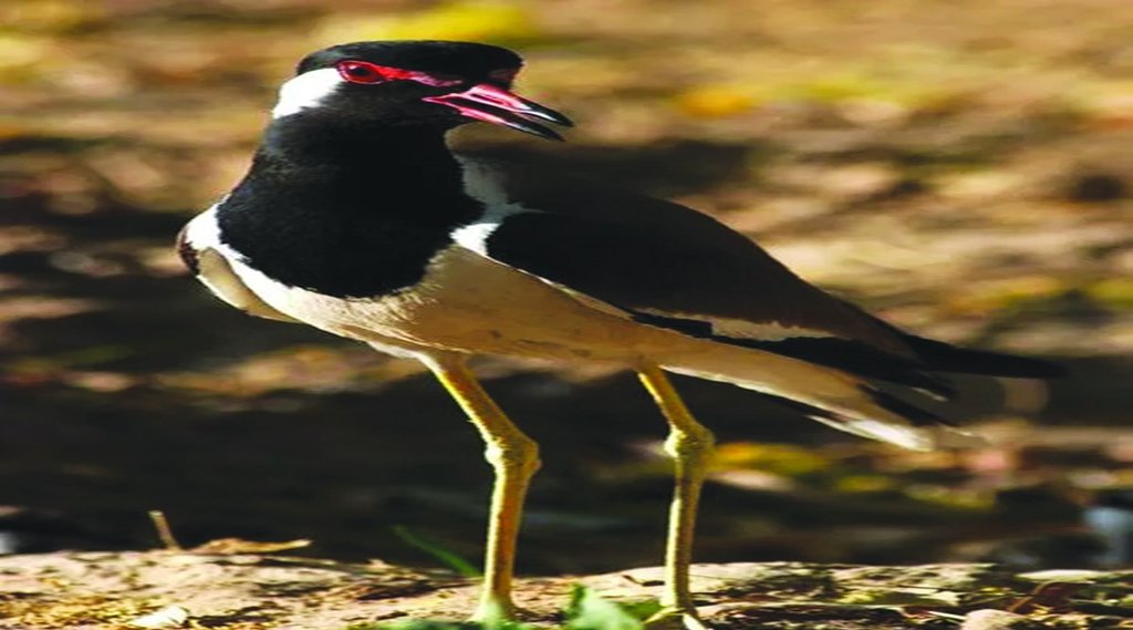 मानसून की भविष्यवाणी करते परिंदे व जानवर