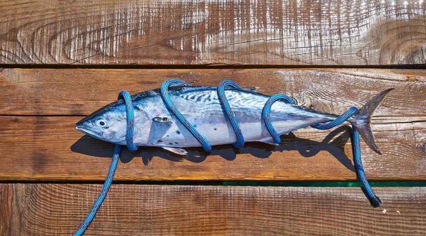 Worlds most expensive fish | bluefin tuna | most expensive fish in world