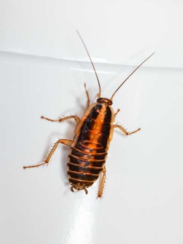 COCKROACH