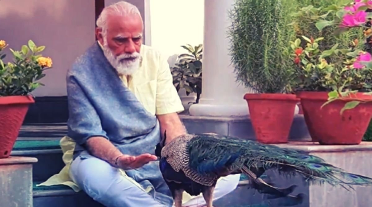 PM Modi | Modi with peacock | peacock