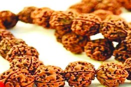 teen mukhi rudraksh, 3 mukhi rudraksh