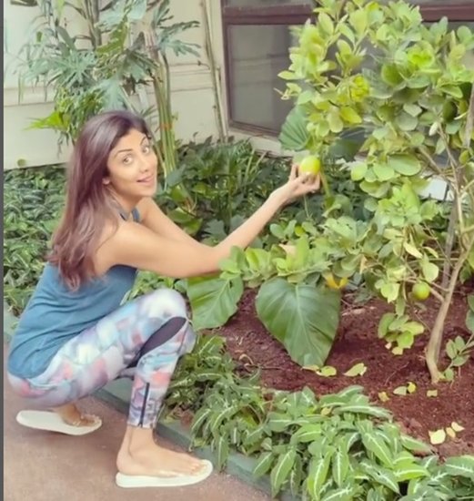 शिल्पा शेट्टी (Shilpa Shetty) का भी अपना फार्म हाउस है जहां वह ऑर्गेनिक फल और सब्जियां उगाती रहती हैं। वह अपने बच्चों को भी यह चीजें दिखाती हैं।&nbsp;(Photo: Shilpa Shetty Instagram)