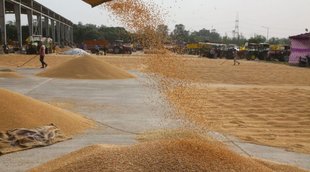 Wheat| modi government| delhi|