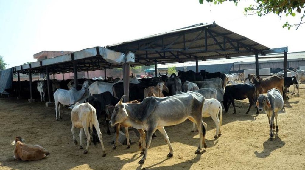 cow shelters| lucknow| up|