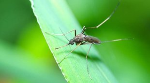 West Nile Virus | Keral Nrews