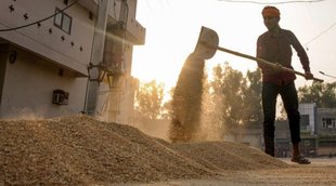 wheat, food grains, covid-19 vaccines