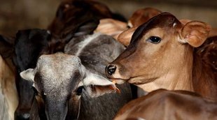 cows