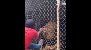 lion bites finger| viral video