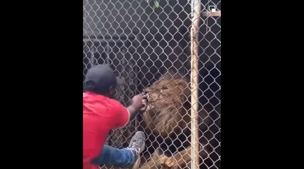 lion bites finger| viral video