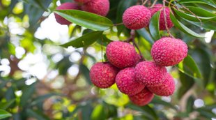 Lychee health Benefits, lychee benefits for skin,litchi juice,