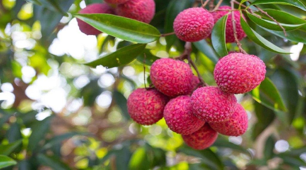 Lychee health Benefits, lychee benefits for skin,litchi juice,