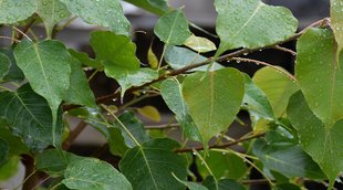 high uric acid,peepal bark for uric acid control