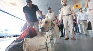 Sniffer Dogs, Bihar