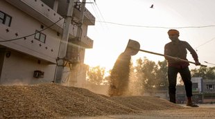 wheat | flour | agricultural policy