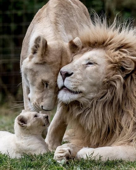 आलिया ने जो दूसरी फोटो पोस्ट की है उसमें एक शेर और शेरनी अपने बच्चे के साथ दिख रहे हैं।