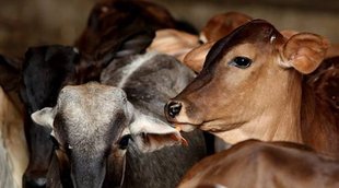 Cow dung