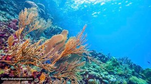 World Environment Day, Blog