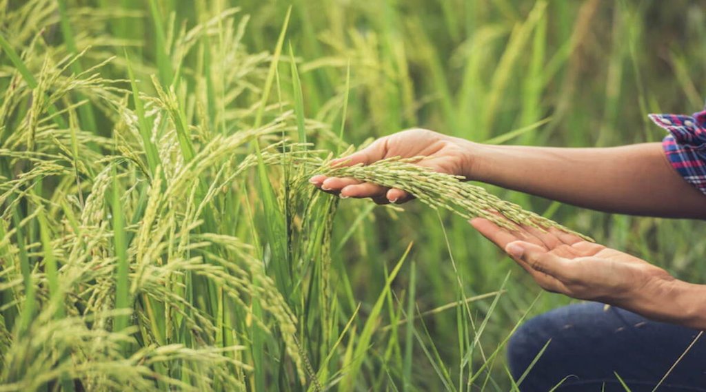 Kisan MSP | Modi Cabinet | Kharif Crop MSP