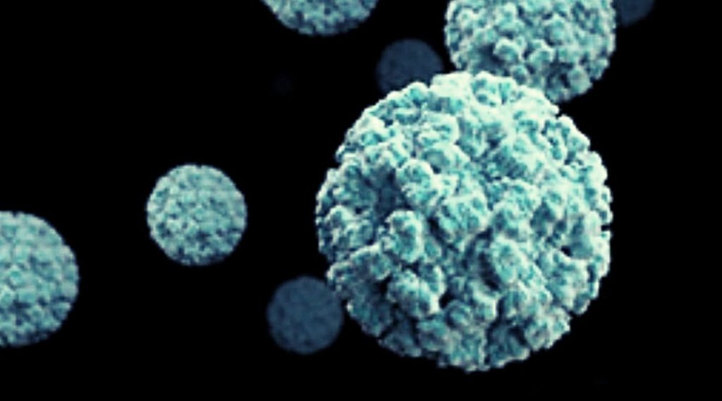 Norovirus, Norovirus detail