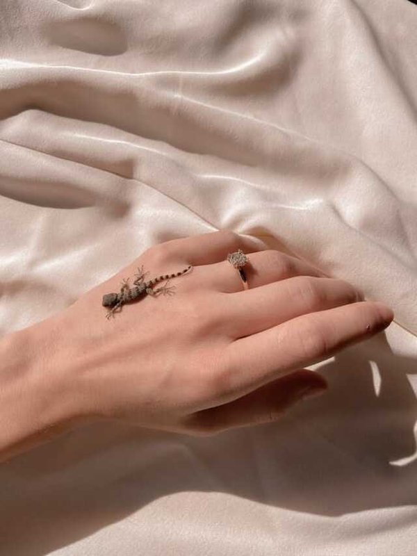 TIPS TO GET RID OFF LIZARD FROM HOME