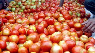 Tomato Price | Tomato Price Hike | Tomato News