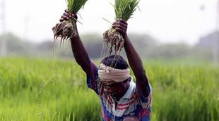 paddy| farmers | msp|