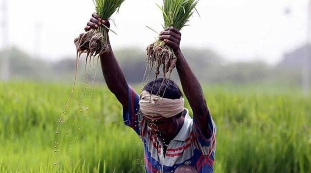 paddy| farmers | msp|