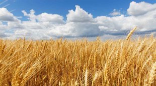 Wheat | China News | International News
