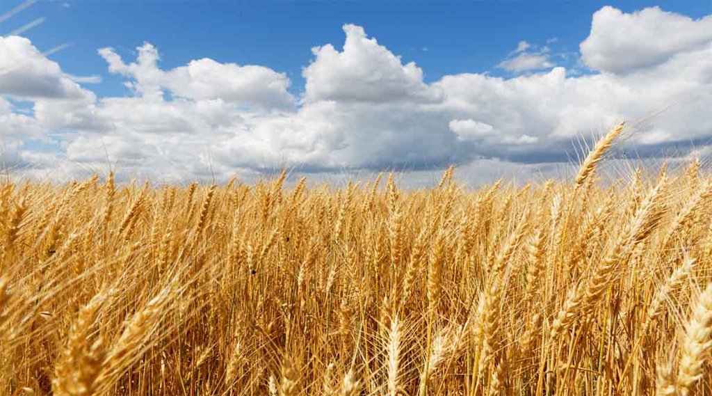 Wheat | China News | International News