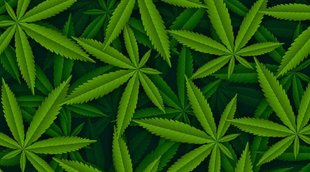 Cannabis | Drugs | Economy