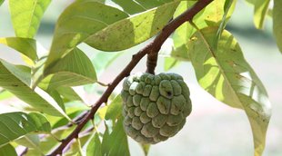custard apple | Diabetes | Health benefits