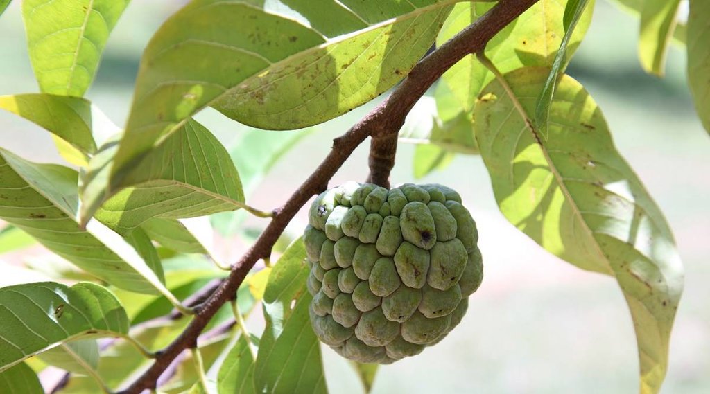 custard apple | Diabetes | Health benefits