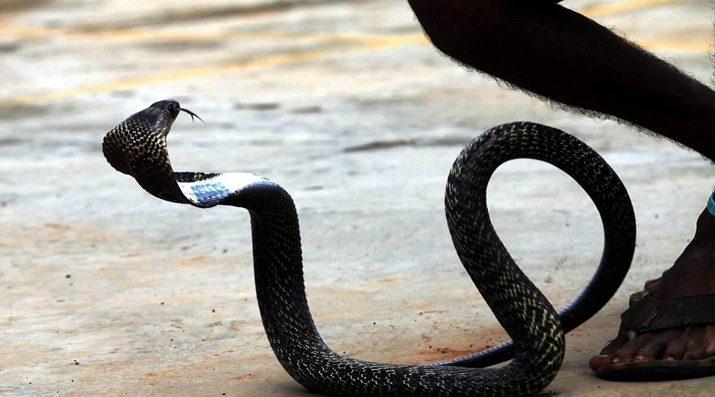 Kobara| Bihar| Snake Bite Child