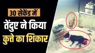 video of leopard attack in india
