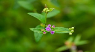 health benefits of punarnava, ayurvedic herbs for uric acid control