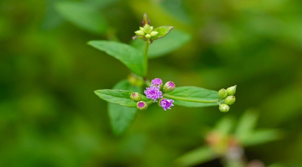 health benefits of punarnava, ayurvedic herbs for uric acid control