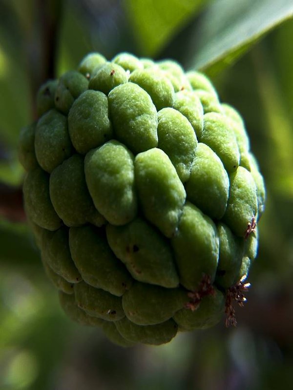 Closeup shot of a custard-apple growing on the tree