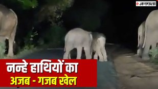 BABY ELEPHANT VIRAL VIDEO