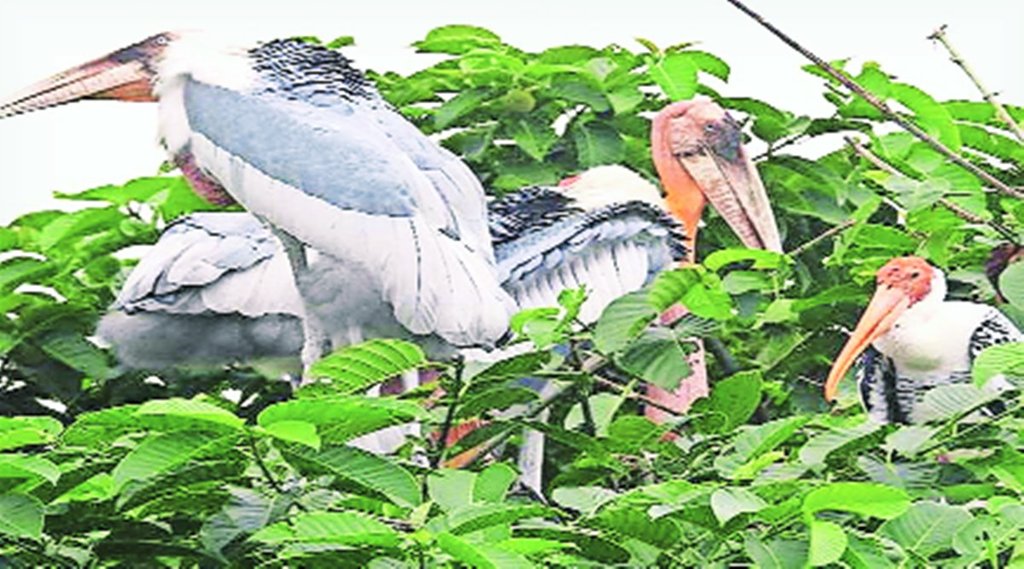 दस लाख प्रजातियों के विलुप्त होने का खतरा दस लाख प्रजातियों के विलुप्त होने का खतरा
