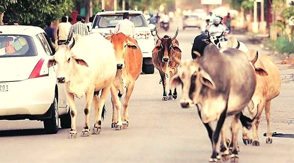 Cow, Bakrid, Maharashtra