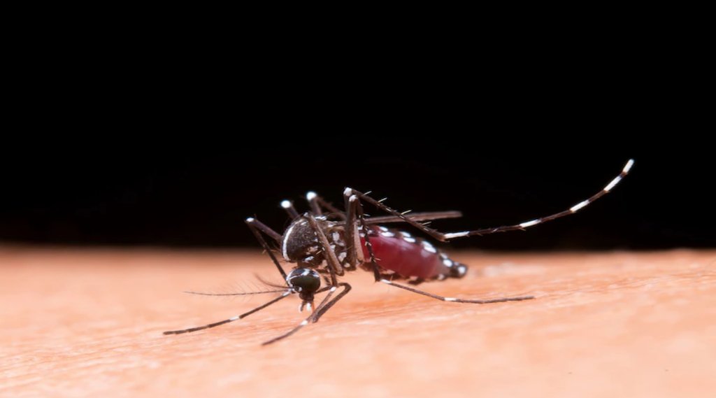 Dengue, dengue symptoms, symptoms of dengue, dengue, dengue fever, mosquito net, malaria, mosquito, malaria symptoms, dengue mosquito,
