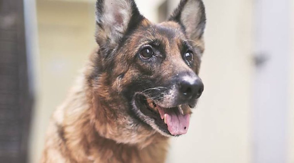 bihar news | buxar Police arrested dog| German Shepherd