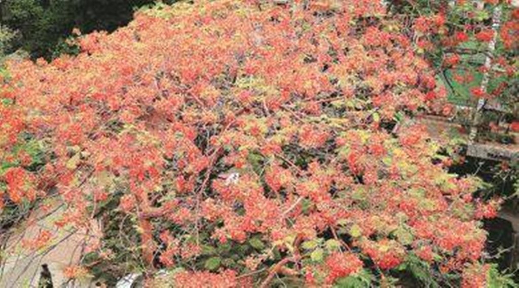 गुलमोहर गर तुम्हारा नाम होता